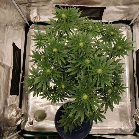 Blackberry Nuggets growlog timeline photo