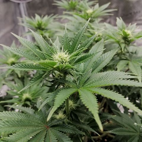 Blackberry Nuggets growlog timeline photo