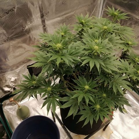 Blackberry Nuggets growlog timeline photo