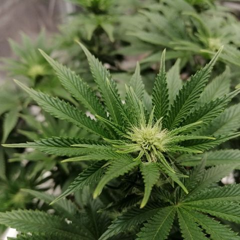 Blackberry Nuggets growlog timeline photo