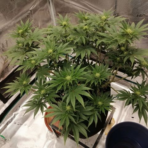 Blackberry Nuggets growlog timeline photo