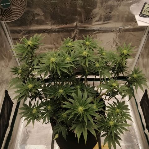 Blackberry Nuggets growlog timeline photo