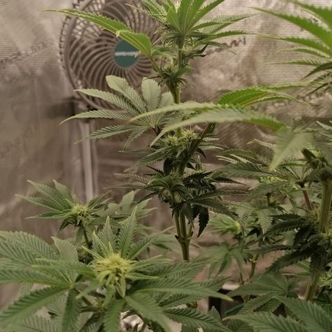 Blackberry Nuggets growlog timeline photo