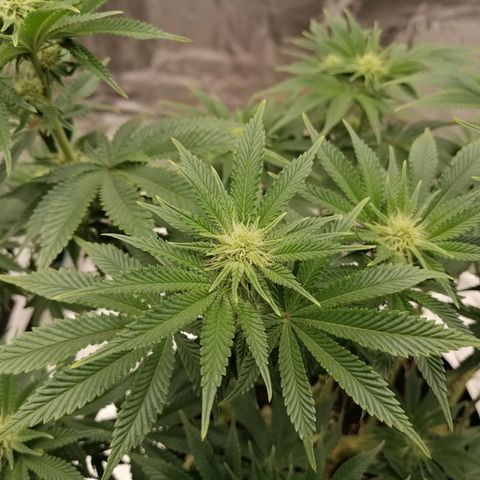 Blackberry Nuggets growlog timeline photo