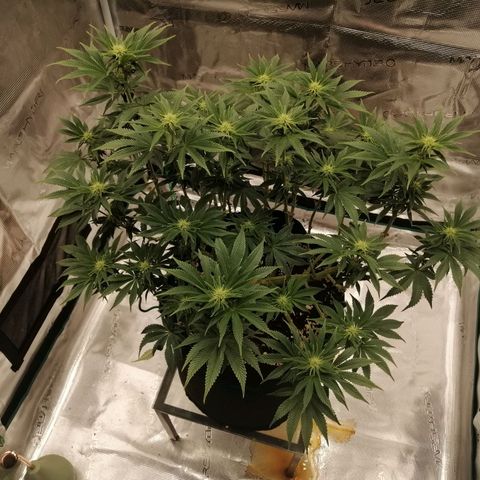 Blackberry Nuggets growlog timeline photo