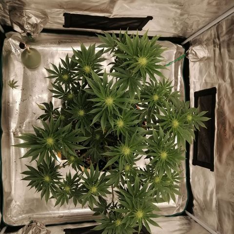 Blackberry Nuggets growlog timeline photo