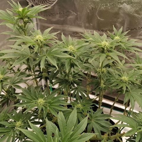 Blackberry Nuggets growlog timeline photo