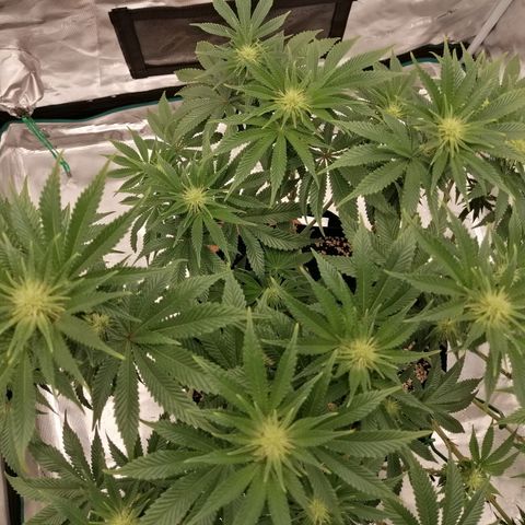 Blackberry Nuggets growlog timeline photo