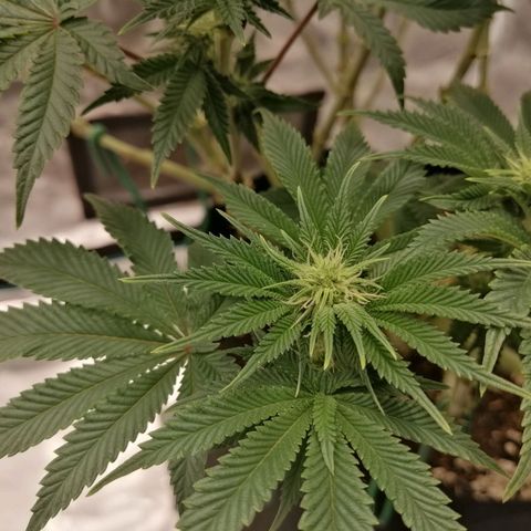 Blackberry Nuggets growlog timeline photo