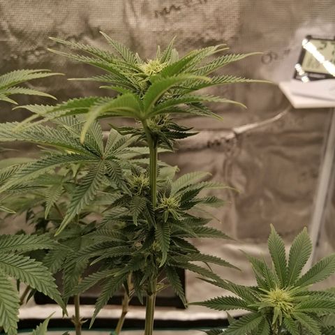 Blackberry Nuggets growlog timeline photo