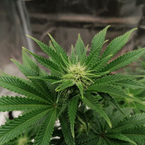 Blackberry Nuggets growlog timeline photo