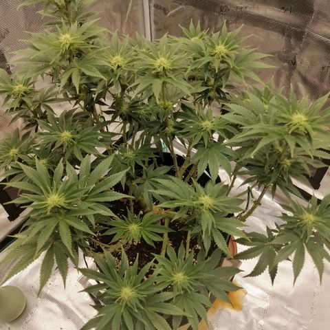 Blackberry Nuggets growlog timeline photo