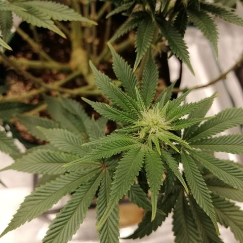 Blackberry Nuggets growlog timeline photo