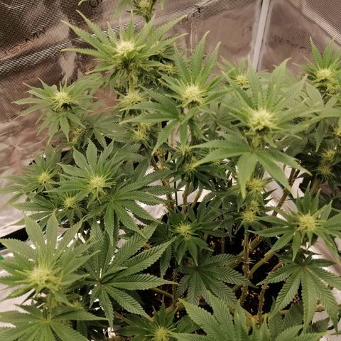 Blackberry Nuggets growlog timeline photo