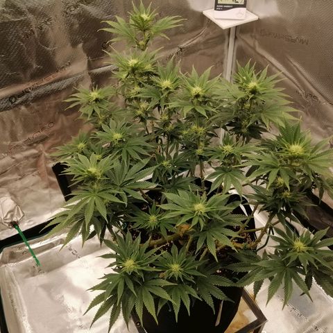 Blackberry Nuggets growlog timeline photo