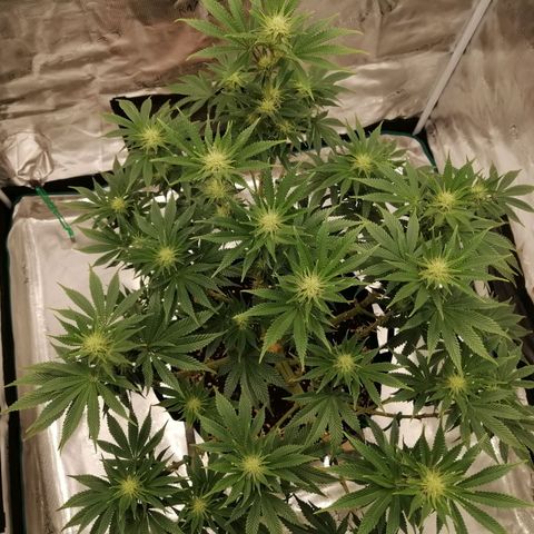 Blackberry Nuggets growlog timeline photo