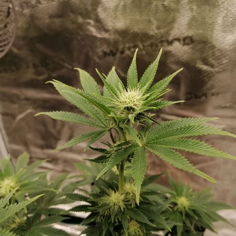 Blackberry Nuggets growlog timeline photo