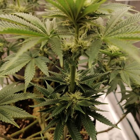 Blackberry Nuggets growlog timeline photo