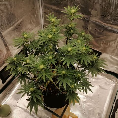 Blackberry Nuggets growlog timeline photo