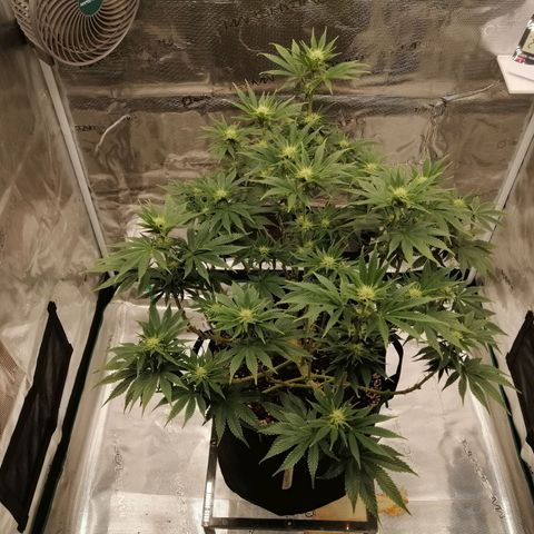 Blackberry Nuggets growlog timeline photo