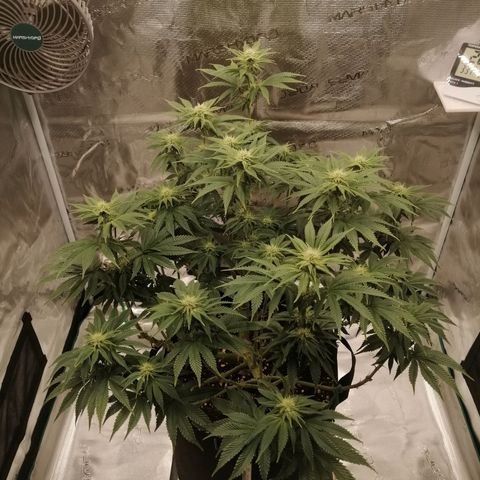 Blackberry Nuggets growlog timeline photo