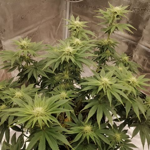 Blackberry Nuggets growlog timeline photo