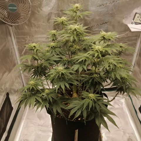 Blackberry Nuggets growlog timeline photo