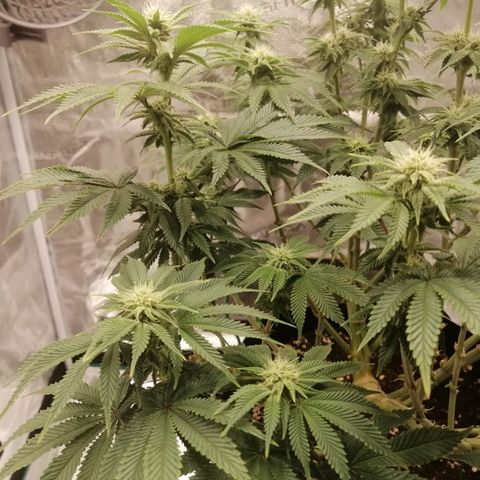 Blackberry Nuggets growlog timeline photo
