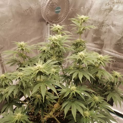 Blackberry Nuggets growlog timeline photo