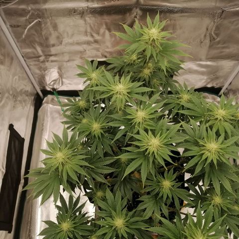 Blackberry Nuggets growlog timeline photo