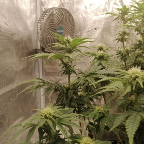 Blackberry Nuggets growlog timeline photo