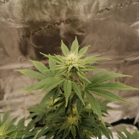 Blackberry Nuggets growlog timeline photo