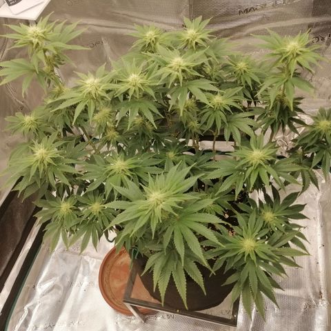 Blackberry Nuggets growlog timeline photo