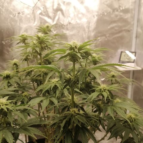 Blackberry Nuggets growlog timeline photo