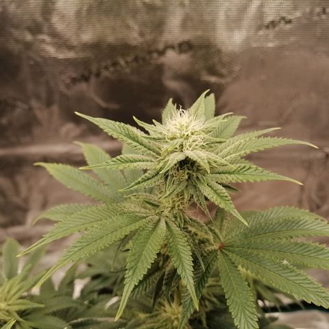 Blackberry Nuggets growlog timeline photo