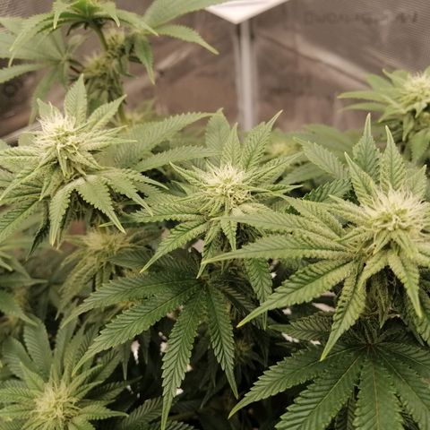 Blackberry Nuggets growlog timeline photo