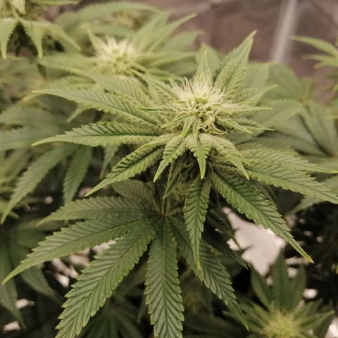 Blackberry Nuggets growlog timeline photo