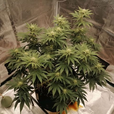 Blackberry Nuggets growlog timeline photo