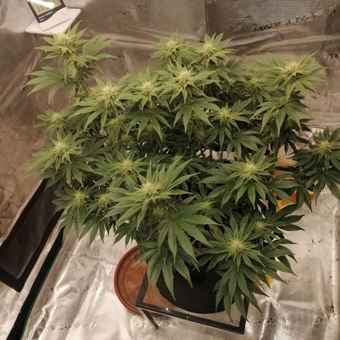 Blackberry Nuggets growlog timeline photo