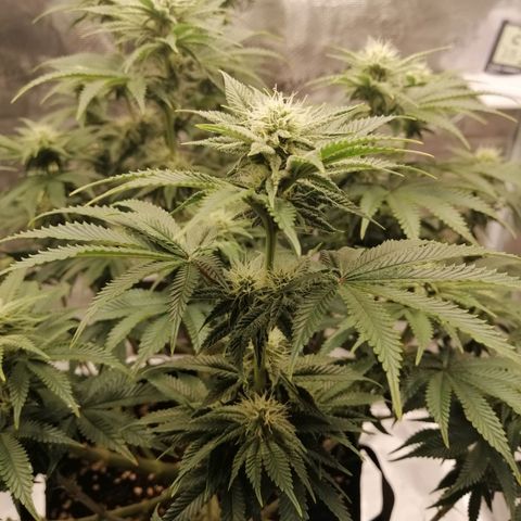Blackberry Nuggets growlog timeline photo