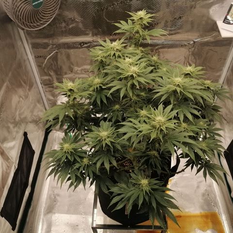 Blackberry Nuggets growlog timeline photo