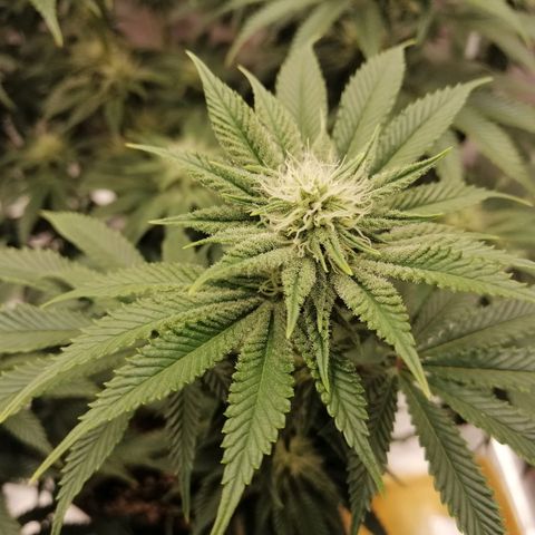 Blackberry Nuggets growlog timeline photo