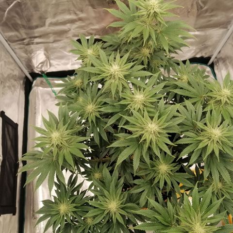 Blackberry Nuggets growlog timeline photo