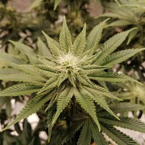 Blackberry Nuggets growlog timeline photo