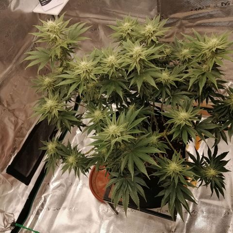 Blackberry Nuggets growlog timeline photo