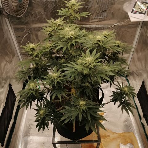Blackberry Nuggets growlog timeline photo