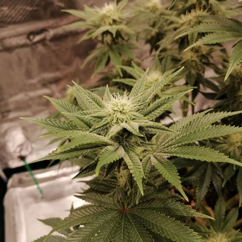 Blackberry Nuggets growlog timeline photo