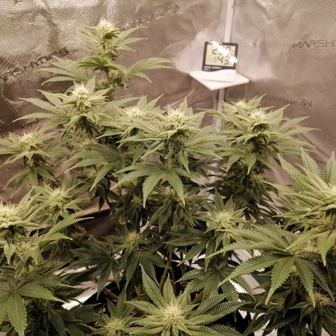 Blackberry Nuggets growlog timeline photo