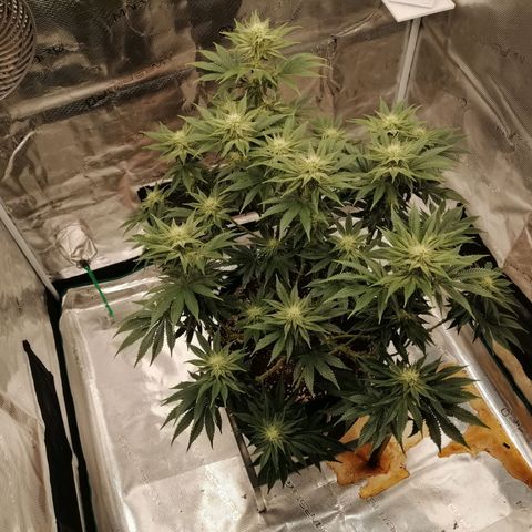 Blackberry Nuggets growlog timeline photo