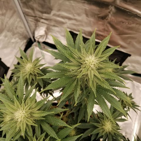 Blackberry Nuggets growlog timeline photo